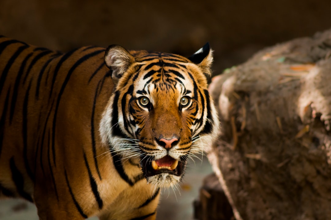 Scopri Tiger Algebra: il Potere dell'Algebra Semplificata