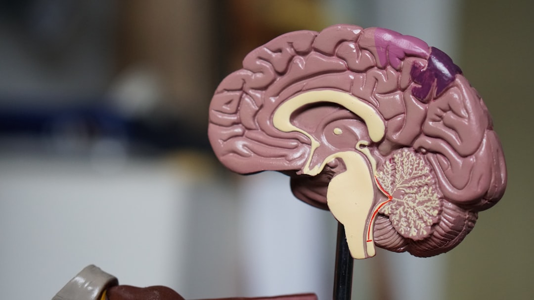 Memoria e apprendimento nei bambini: cosa ci dicono le neuroscienze