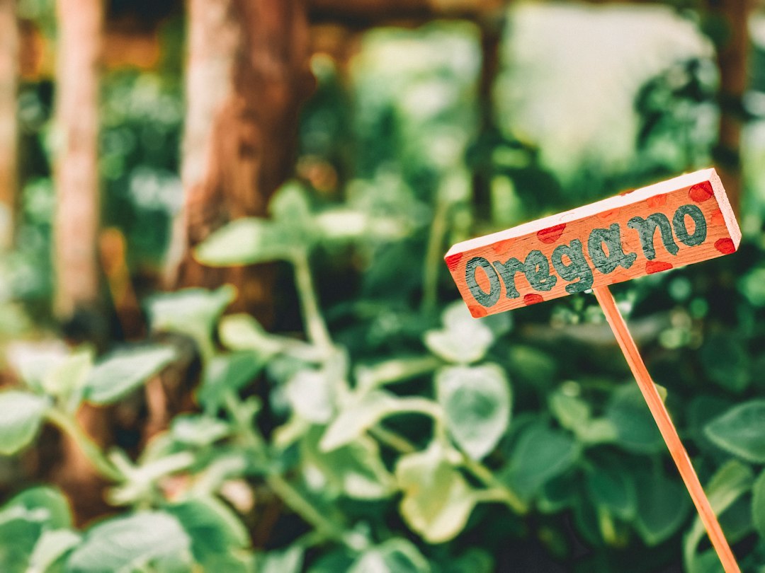 Organico di diritto, di fatto e potenziamento: guida alle differenze e alle scadenze delle supplenze