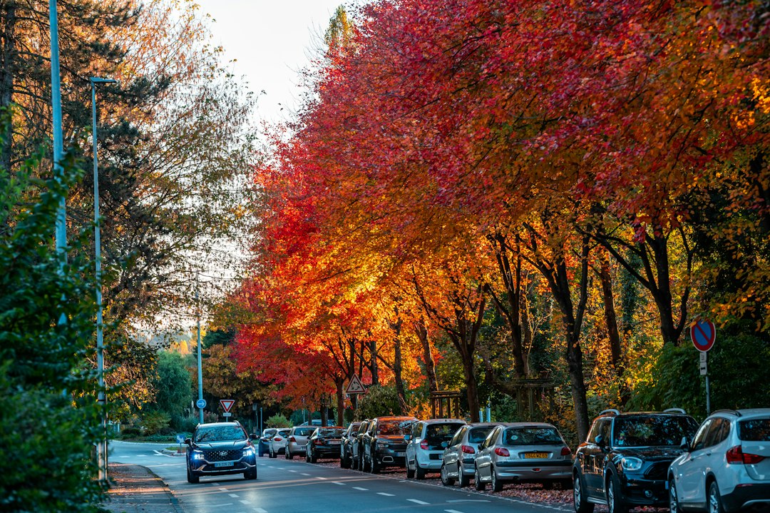 Alberi autunnali colorati lungo la strada, simbolo dell'autunno caldo nelle scuole e delle proteste studentesche