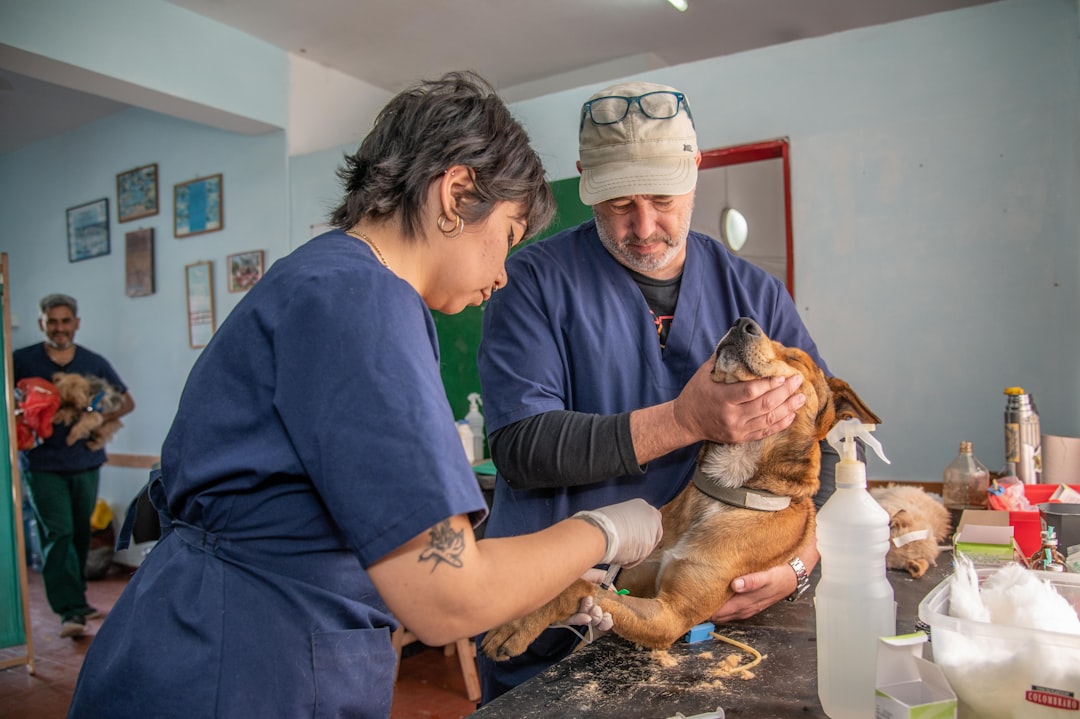 Accesso a Medicina e Veterinaria: la nuova piattaforma pubblica per il Semestre Aperto