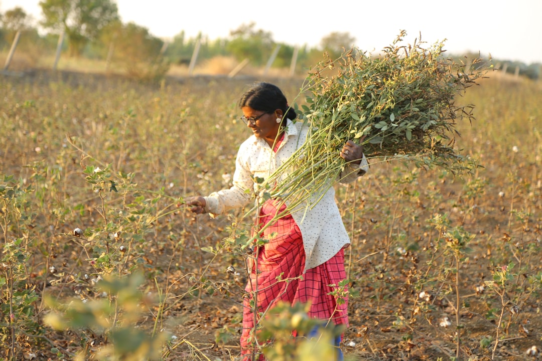 Lavoratrice agricola in campo di cotone: esempio di lavoro femminile e sostegno alla natalità con politiche adeguate